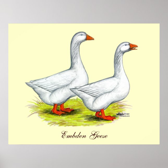 Gänse: Embden Pair Poster (Vorne)