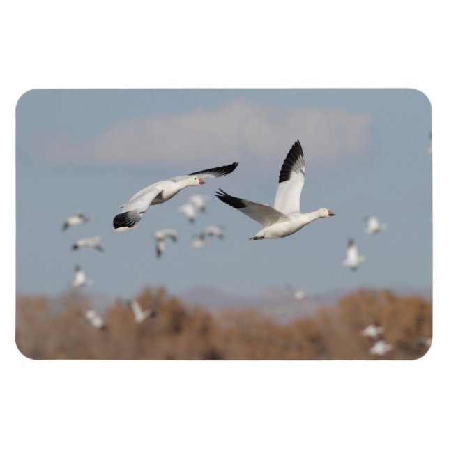 Gänse im Bosque-Himmel Magnet (Horizontal)