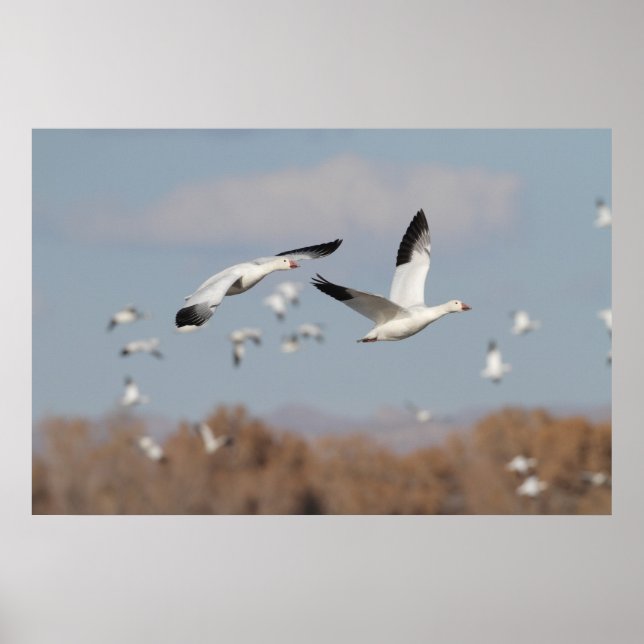 Gänse im Bosque-Himmel Poster (Vorne)