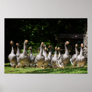 Gänse im Dordogne-Plakatdruck Poster