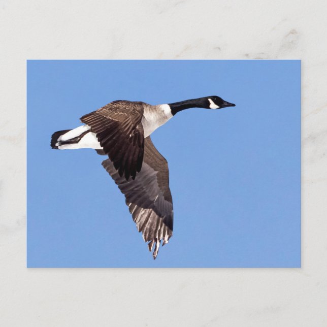 Gänse im Flug Postkarte (Vorderseite)