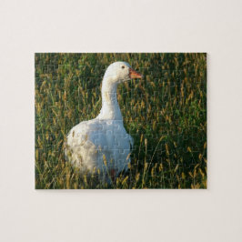 Gänse im Gras bei Sonnenuntergang