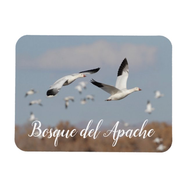 Gänse im Himmel der Bosque del Apache Magnet (Horizontal)