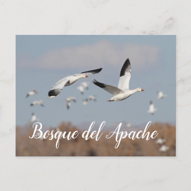 Gänse im Himmel der Bosque del Apache Postkarte (Vorderseite)