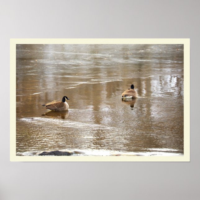 Gänse im Icy Creek Poster (Vorne)