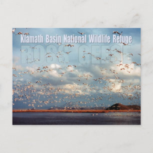 Gänse im Klamath-Becken, National Wildlife Refuge Postkarte
