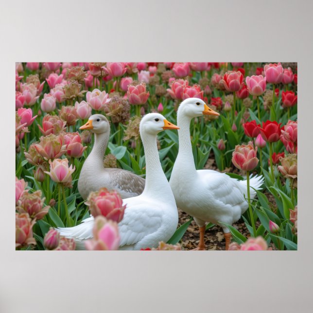 Gänse in blühender Gartentierzucht Poster (Vorne)