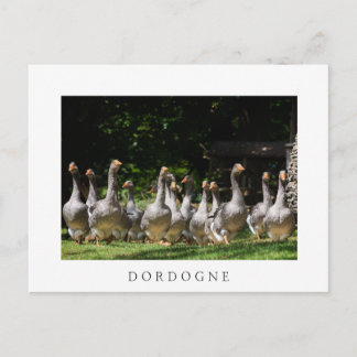 Gänse in der weißen Dordogne-Postkarte Postkarte