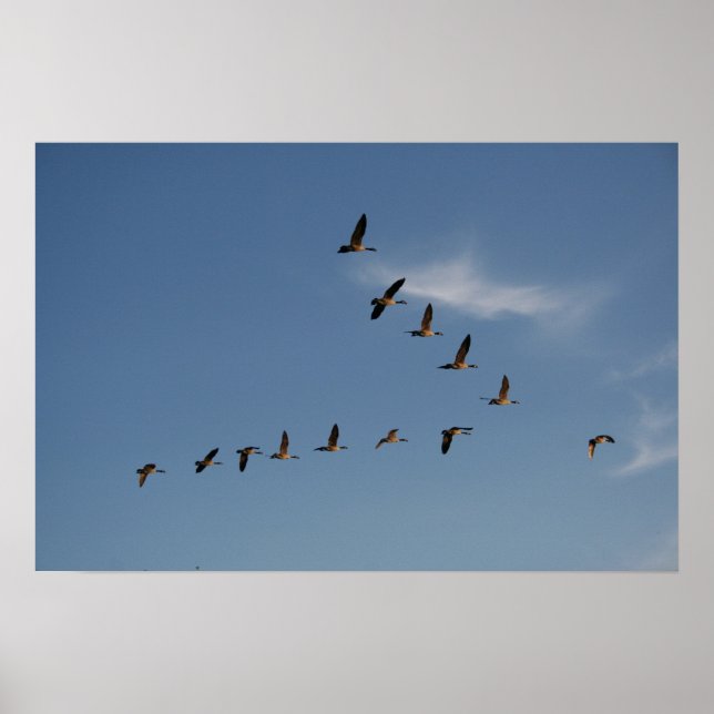 Gänse in Flight Print Poster (Vorne)