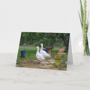 Gänse in Garden - Leere Karte