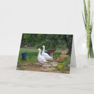 Gänse in Garden - Leere Karte