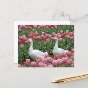 Gänse in rosa Wildblume Wiesentierlover Postkarte