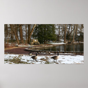 Gänse in Schnee von Teich Poster