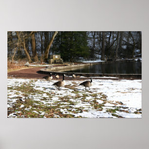 Gänse in Schnee von Teich Poster