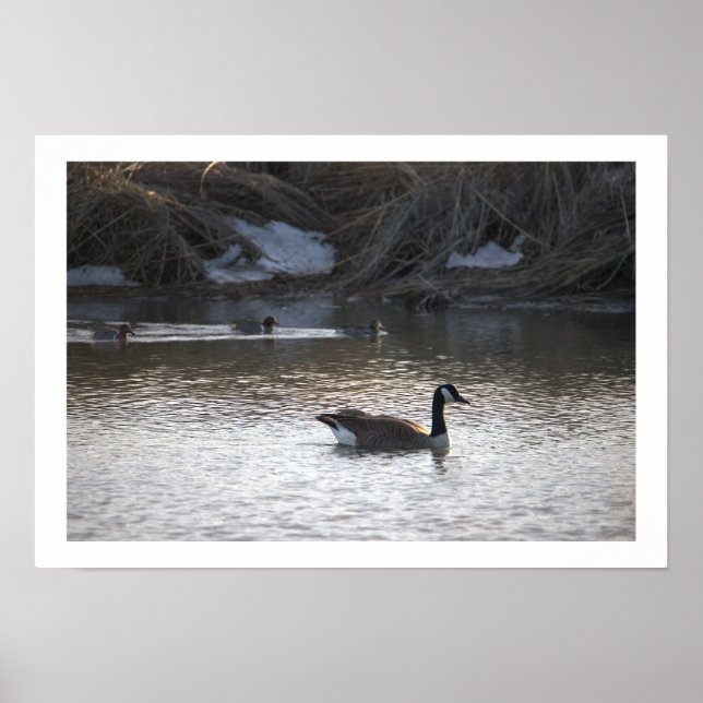 Gänse in Wasserposter Poster (Vorne)