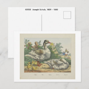 GÄNSE  Joseph Scholz, 1829 - 1880   Postkarte