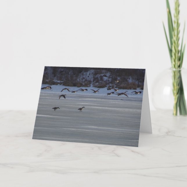 Gänse Karte (Vorderseite)