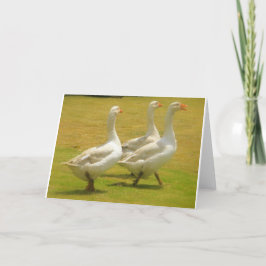 Gänse Karte