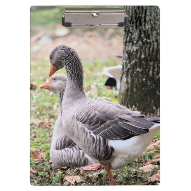 Gänse Klemmbrett (Vorderseite)