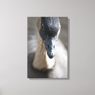 Gänse Leinwanddruck