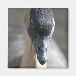 Gänse Magnet