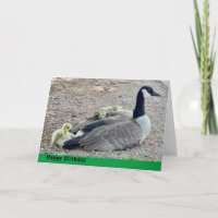 Gänse mit Gänse Geburtstag