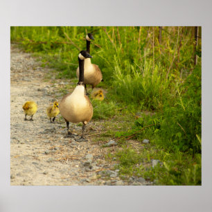 Gänse mit Goslings Poster