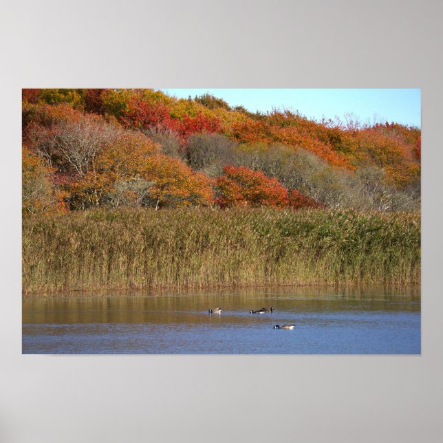 Gänse mit Herbstbäumen Poster (Vorne)