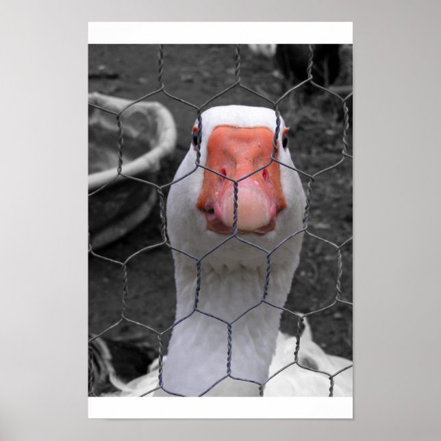 Gänse Poster (Vorne)