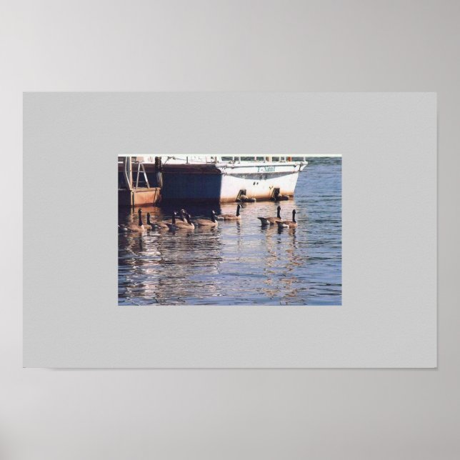 Gänse Poster (Vorne)