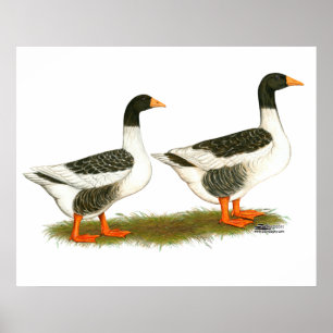 Gänse Poster