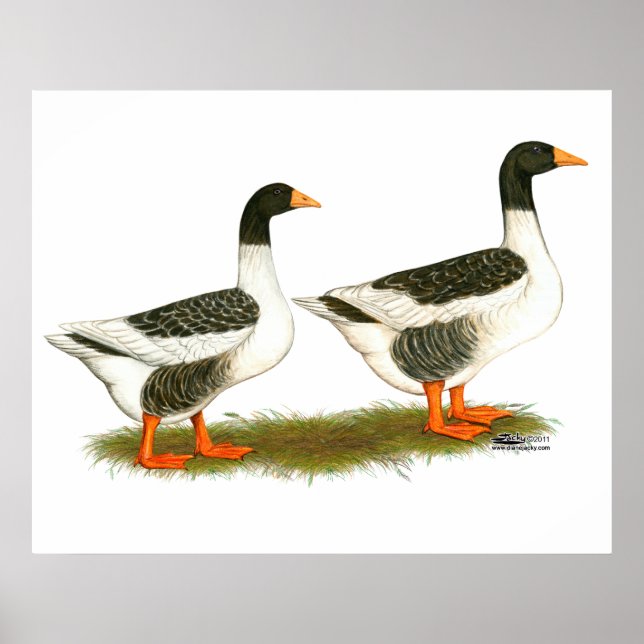 Gänse Poster (Vorne)