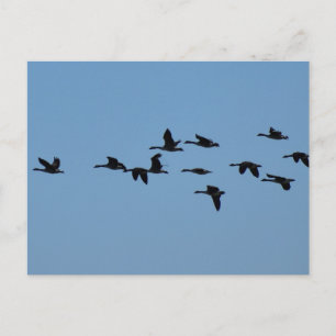 Gänse Postkarte