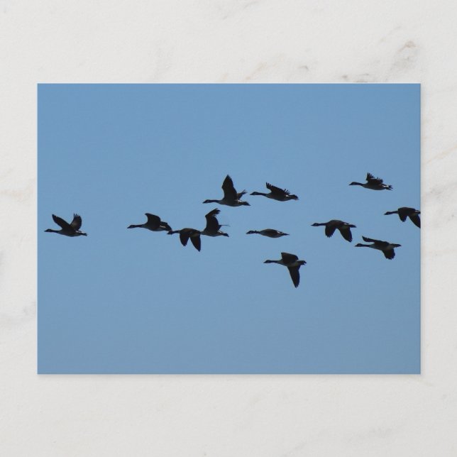 Gänse Postkarte (Vorderseite)