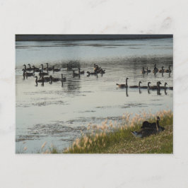 Gänse Postkarte