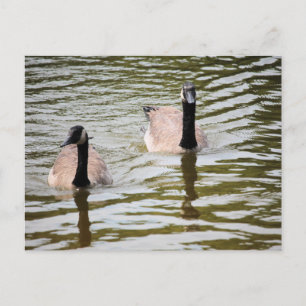 Gänse Postkarte