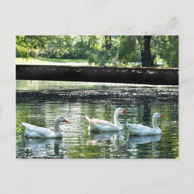 Gänse Postkarte (Vorderseite)