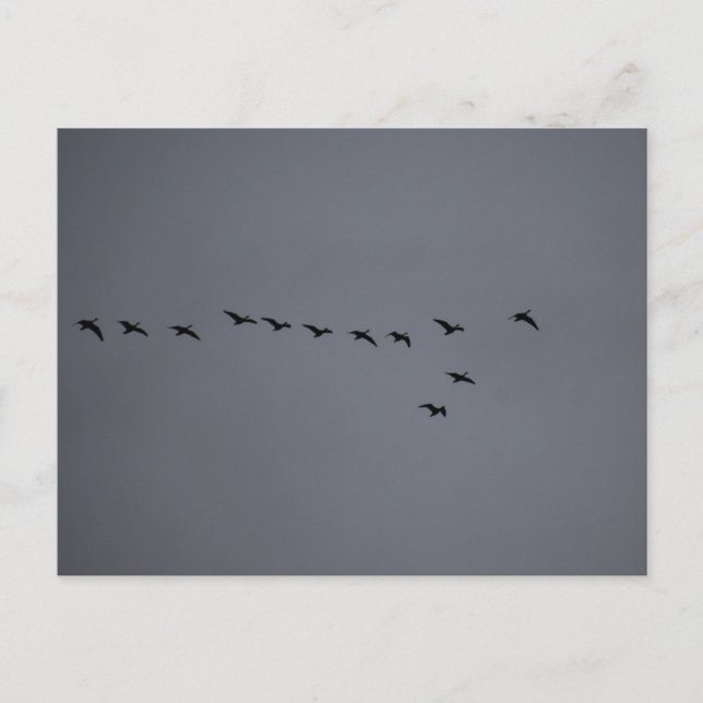 Gänse- Postkarte (Vorderseite)