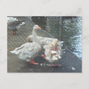 Gänse Postkarte