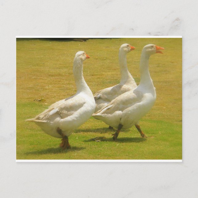 Gänse Postkarte (Vorderseite)