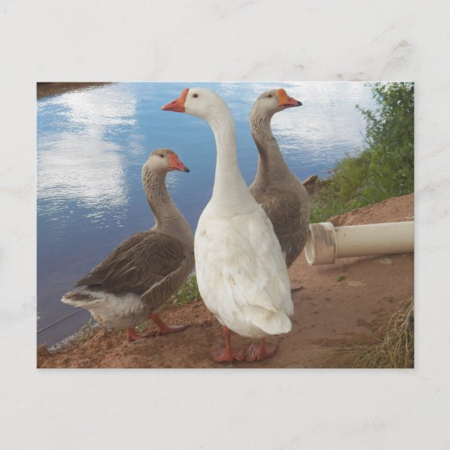 Gänse Postkarte (Vorderseite)