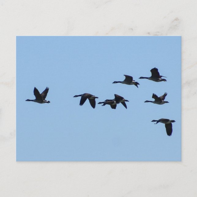 Gänse Postkarte (Vorderseite)