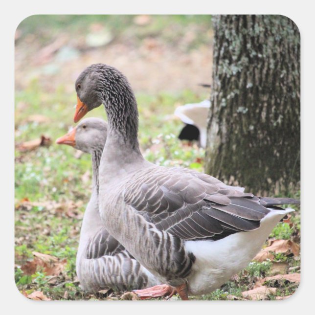Gänse Quadratischer Aufkleber (Vorderseite)