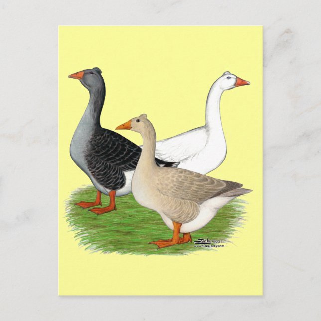 Gänse: Tufted Trio Postkarte (Vorderseite)