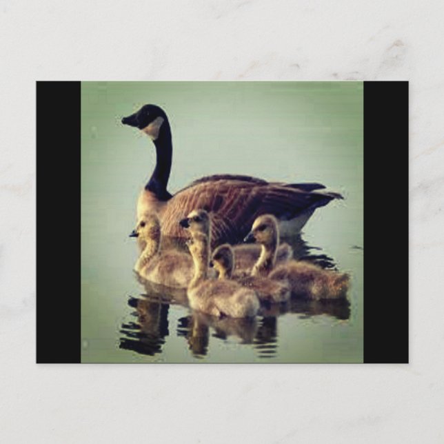 Gänse und Babys Postkarte (Vorderseite)