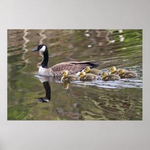 Gänse und Foto von Babygänsen Poster