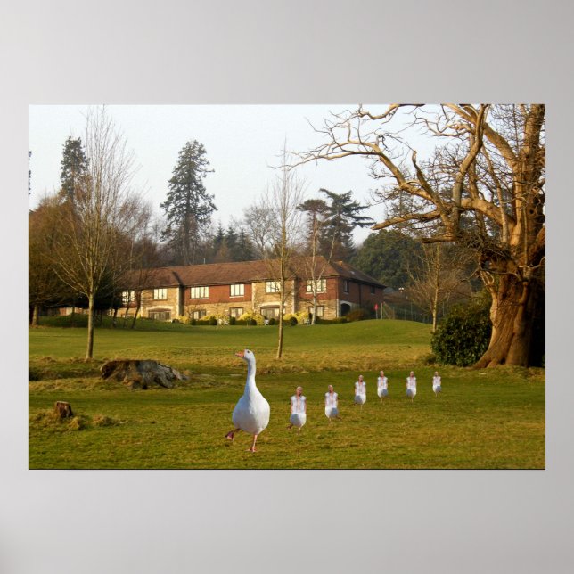 Gänse und Goslings APH Country Club Poster (Vorne)
