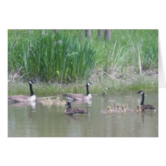Gänse und Goslings auf einem Teich