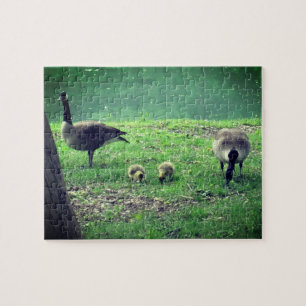 Gänse und Goslings Entspannung der Selbstversorgu