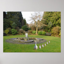 Gänse- und Goslings-Marching Poster